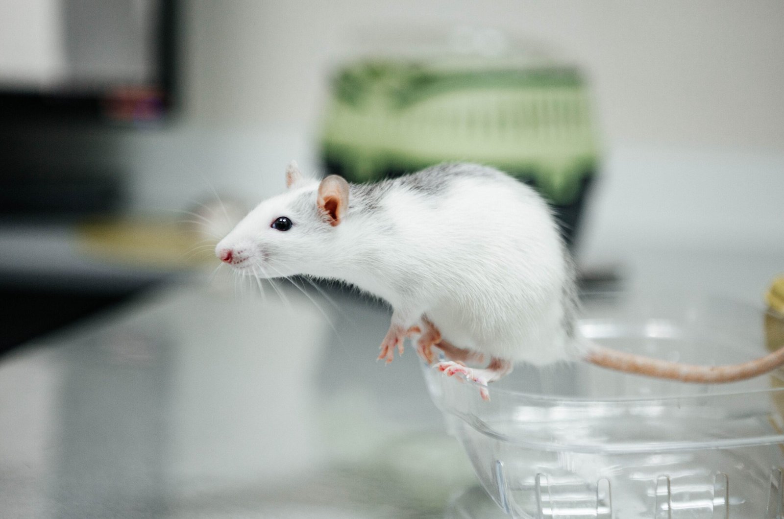Is Korean skincare tested on animals​